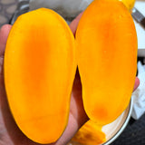 EXOTIC FRUITCO - PAKISTANI MANGOES - SINDHRI